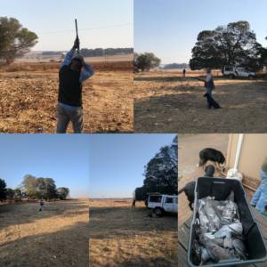 pigeon hunting SA