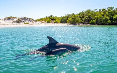 Spring Wildlife Guide: Dolphin – Manatee – and Sea Turtle Spottings
