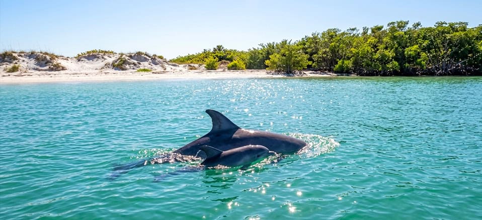 Spring-Wildlife-Guide--Dolphin---Manatee---and-Sea-Turtle-Spottings